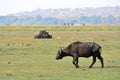 Buffaloes in Chobe National Park, Botswana Royalty Free Stock Photo