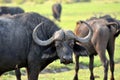 Buffaloes in Chobe National Park, Botswana Royalty Free Stock Photo