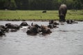 Buffaloes crossing the river Royalty Free Stock Photo