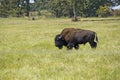 Buffaloes in the Fermilab farm Royalty Free Stock Photo