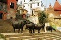 Buffaloes at Ganges Royalty Free Stock Photo