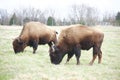 Buffaloes Grazing In A Field