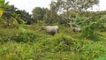 Buffaloes grazing in the field in malaysia Royalty Free Stock Photo