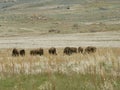 Buffaloes Grazing on a Plain