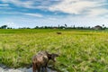Buffaloes in a green rice field - Bali, Indonesia Royalty Free Stock Photo