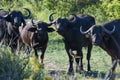 Buffaloes at the Kruger national park on South Africa Royalty Free Stock Photo