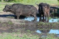 Buffaloes at the Kruger national park on South Africa Royalty Free Stock Photo