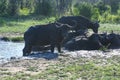 Buffaloes at the Kruger national park on South Africa Royalty Free Stock Photo