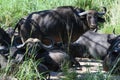 Buffaloes at the Kruger national park on South Africa Royalty Free Stock Photo