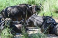 Buffaloes at the Kruger national park on South Africa Royalty Free Stock Photo