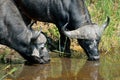 Buffaloes in the Kruger National Park, South Africa Royalty Free Stock Photo