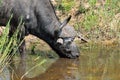 Buffaloes in the Kruger National Park, South Africa Royalty Free Stock Photo