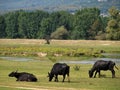 Buffaloes at lake Kerkini, Greece. Royalty Free Stock Photo