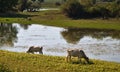 Buffaloes at lake Kerkini, Greece. Royalty Free Stock Photo