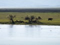 Buffaloes at lake Kerkini, Greece. Royalty Free Stock Photo