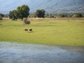 Buffaloes at lake Kerkini, Greece Royalty Free Stock Photo