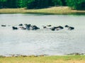 Buffaloes in the lake, View of Yala national park, sri lanka`s most famous wild life park Royalty Free Stock Photo