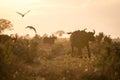 Buffaloes in the morning, Kenya, Africa Royalty Free Stock Photo