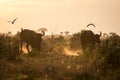 Buffaloes in the morning, Kenya, Africa Royalty Free Stock Photo