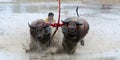 Buffaloes racing Royalty Free Stock Photo