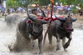 Buffaloes racing Royalty Free Stock Photo