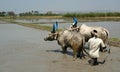 Buffaloes in the rice fields, Kerala, South India