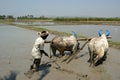 Buffaloes in the rice fields, Kerala, South India