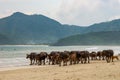 The Buffaloes at Selong Belanak Beach