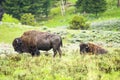 Buffaloes