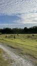 buffaloes in the vast expanse of grass