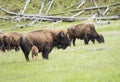 Buffaloes in Yellowstone