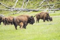 Buffaloes in Yellowstone