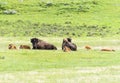 Buffaloes in Yellowstone national park