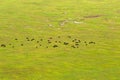 Buffaloes, Zebras grazing on grass, green field at the floor of Ngorongoro Crater, East Africa Royalty Free Stock Photo