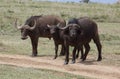 Buffalos in Africa Royalty Free Stock Photo