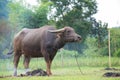 buffalos: animals, mammals, pets, because farmers feed cattle as