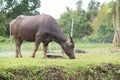 buffalos: animals, mammals, pets, because farmers feed cattle as