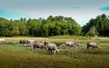 Buffalos bathing in the lake at Batu Gajah Perak Royalty Free Stock Photo