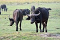 Buffalos in Chobe National Park, Botswana Royalty Free Stock Photo