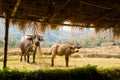 Buffalos close Buddha bamboo bridge