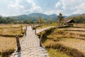 Buffalos close Buddha bamboo bridge