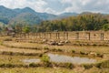 Buffalos close Buddha bamboo bridge