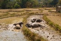 Buffalos close Buddha bamboo bridge