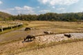 Buffalos close Buddha bamboo bridge