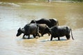 Buffalos crossing river Royalty Free Stock Photo