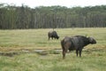 Buffalos eating grass and watching the views in the savannah, african safari. Kenya vacation Royalty Free Stock Photo