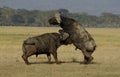 Buffalos fighting Royalty Free Stock Photo