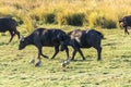 Buffalos grazing on the banks of the Chobe river