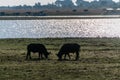 Buffalos grazing on the banks of the Chobe river