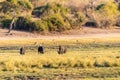 Buffalos grazing on the banks of the Chobe river